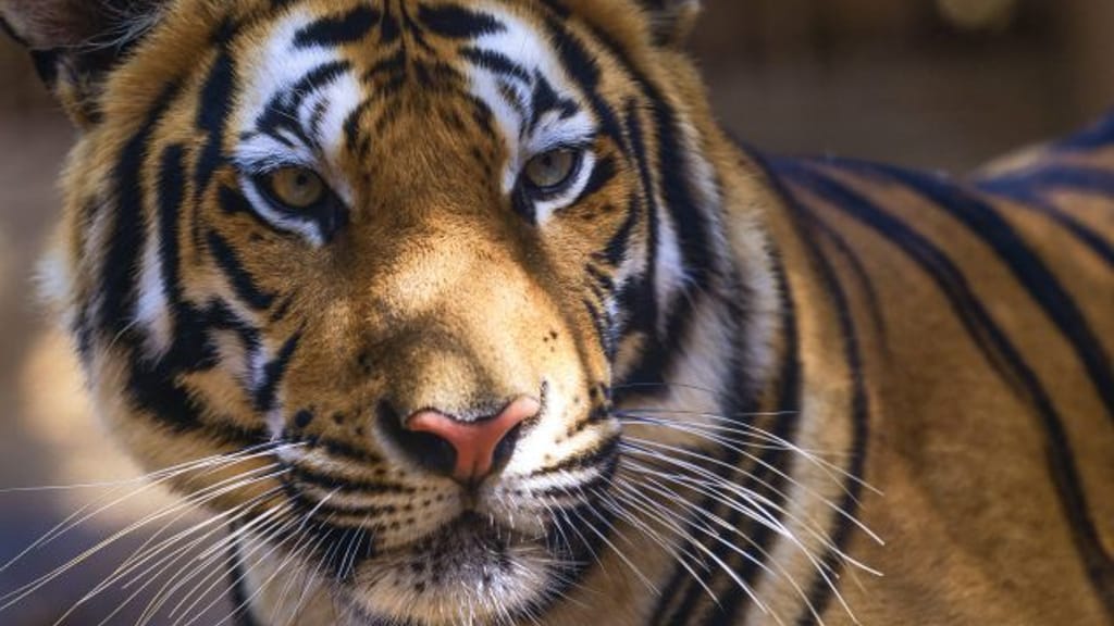 Entlaufener Tiger verletzt Mann – Raubkatze erschossen - news - exxpress Nachrichten