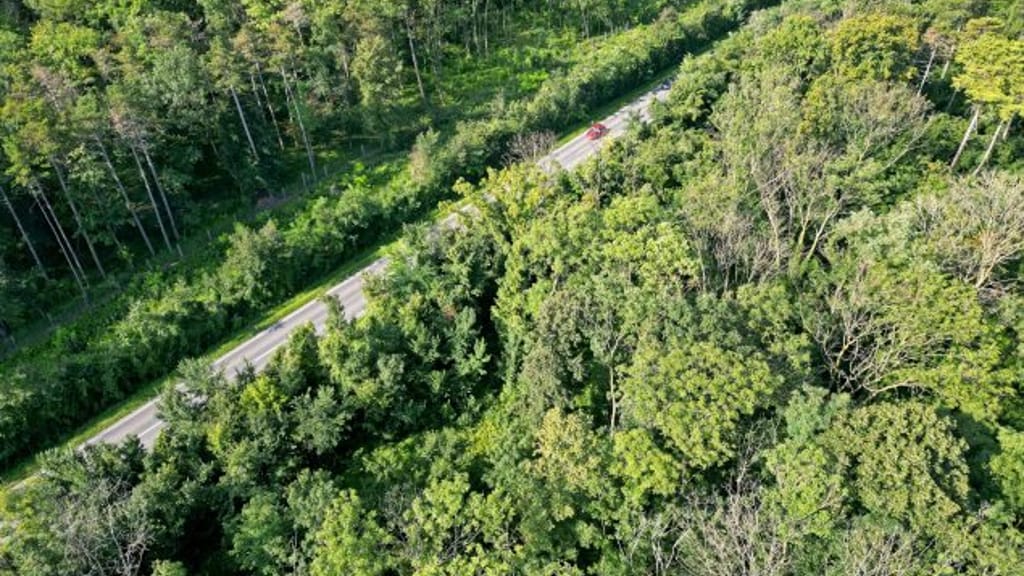 Waldfonds vor dem Aus: Kahlschlag bei Förderungen für Holzwirtschaft - economy - exxpress Nachrichten