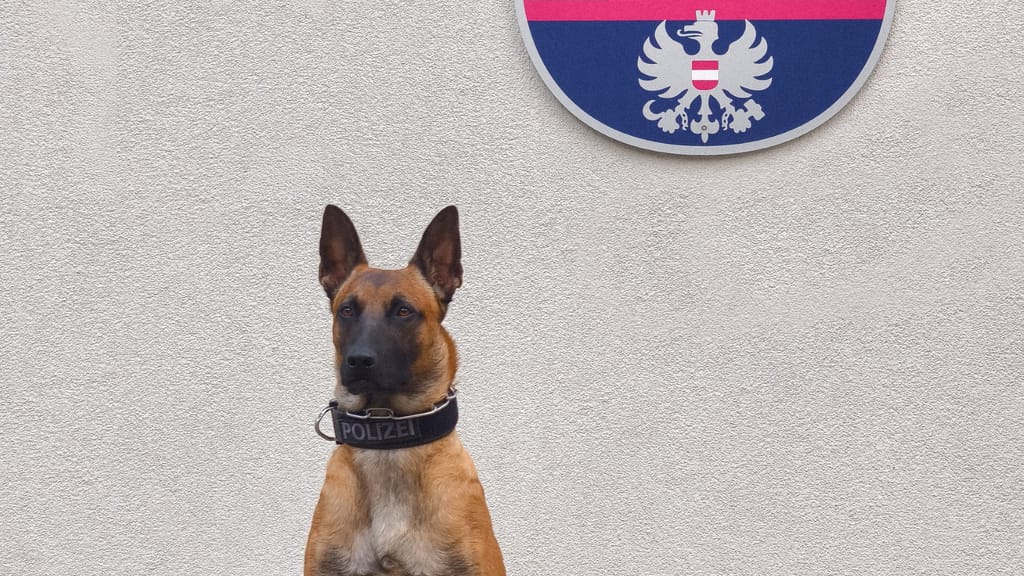 Einbruch in Schule: Polizeihund „Orlik“ stellte syrisch-afghanisches Duo - news - exxpress Nachrichten