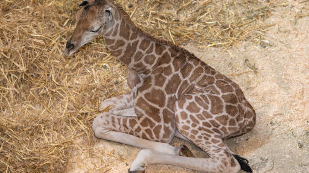 Zwei-Meter-Sturz ins Leben: Bedrohtes Giraffenbaby in Schmiding geboren - news - exxpress Nachrichten