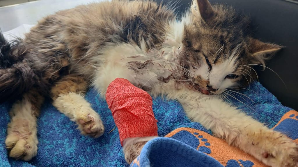 Kater „Cloud“ kämpft nach Horror-Unfall ums Überleben – Tierheim schlägt Alarm - news - exxpress Nachrichten