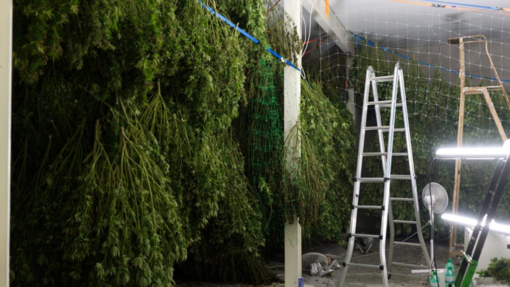 Indoor-Drogenfarm: Polizei hebt riesige Cannabis-Plantage aus - news - exxpress Nachrichten