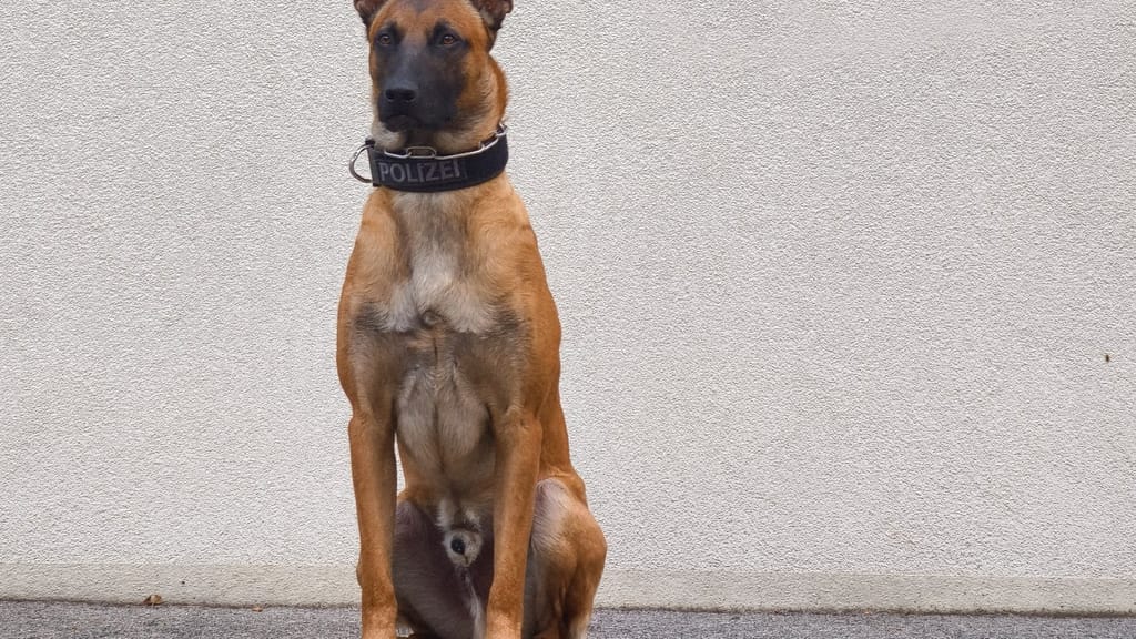 Polizeihund „Orlik“ schlägt wieder zu! Kirchen-Einbrecher unter Decke gerochen - news - exxpress Nachrichten