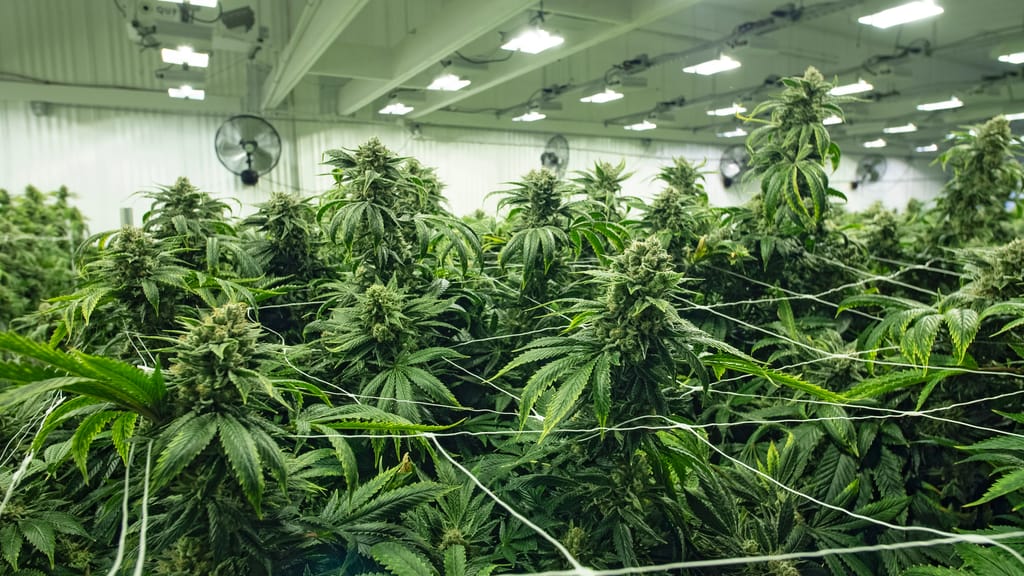 Jahrhundert Coup: Eine Tonne Cannabis in Wien beschlagnahmt - news - exxpress Nachrichten