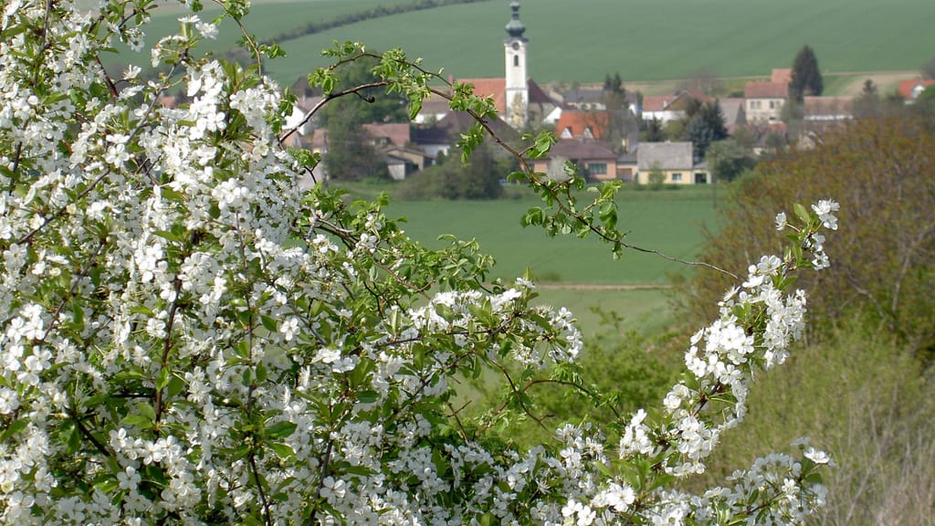 Mistelbach wächst rasant: Warum das Weinviertel plötzlich boomt - economy - exxpress Nachrichten