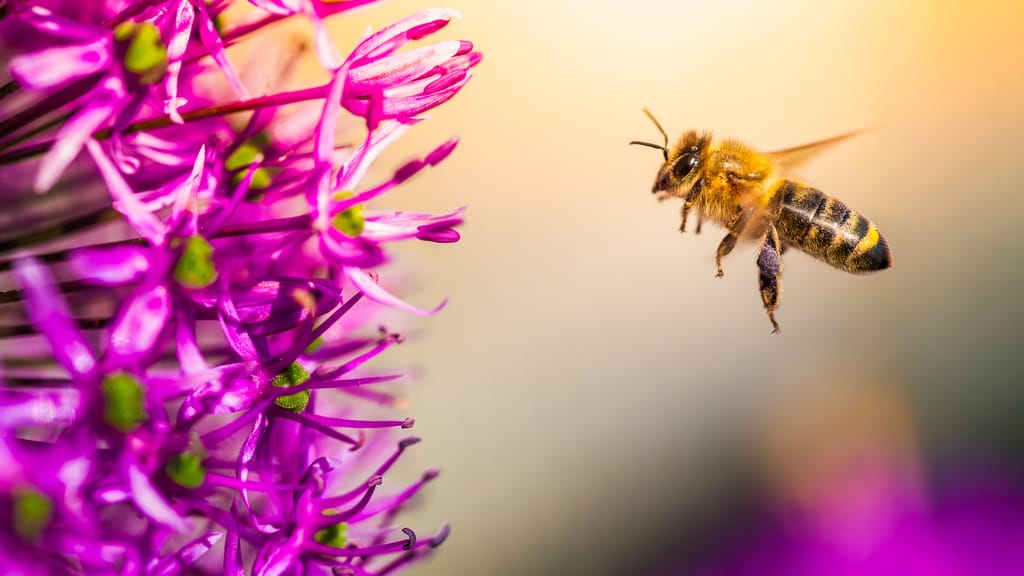 Summender Sommer: Warum es heuer so viele Bienen gibt - news - exxpress Nachrichten
