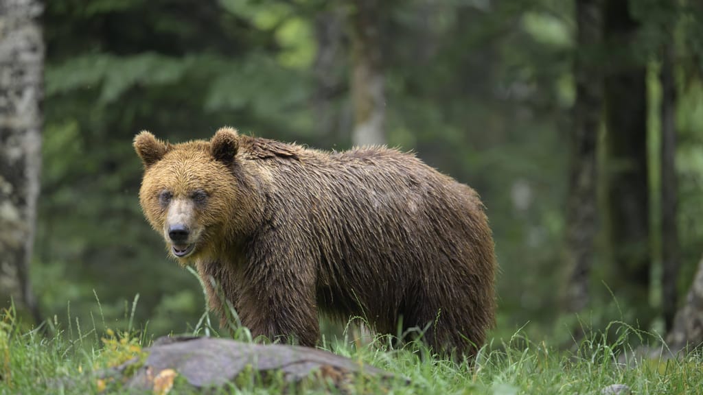 Braunbär auf Streifzug: Vorarlbergs Imker rüsten sich - news - exxpress Nachrichten
