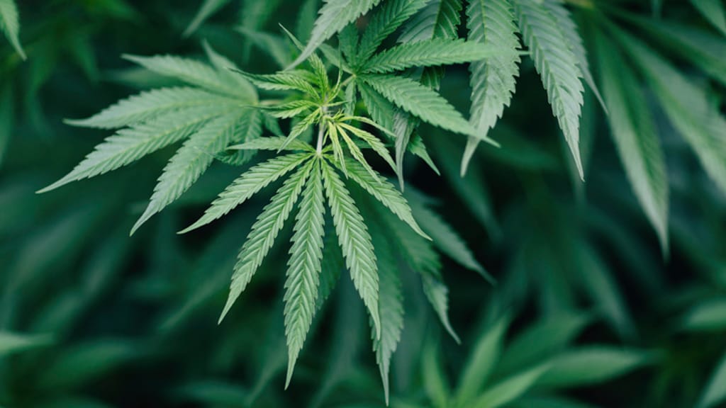 Mehr Psychosen, mehr Sucht: Forscher warnen vor Cannabis-Geschäft - economy - exxpress Nachrichten