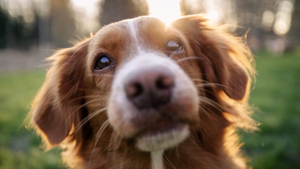 Neuer Hunde-Führerschein gilt: Das müssen künftige Halter jetzt wissen - news - exxpress Nachrichten