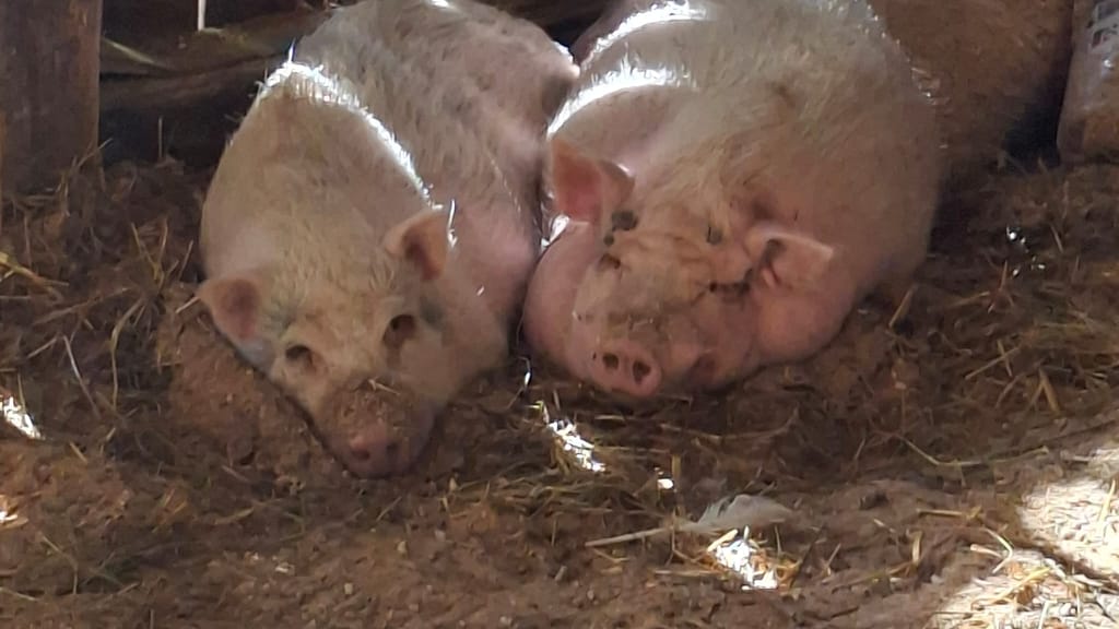 Tierschutzverein „Leben lassen“ braucht dringend Wasser - economy - exxpress Nachrichten