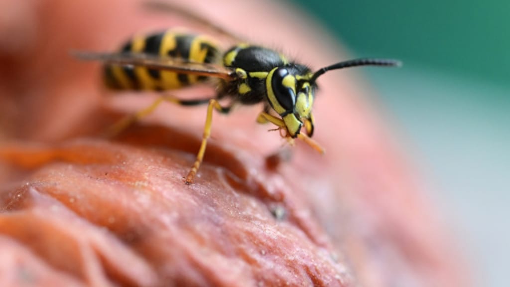 „Wespen-Boom‟ erwartet: Experten rechnen mit besonders aktivem Sommer - news - exxpress Nachrichten