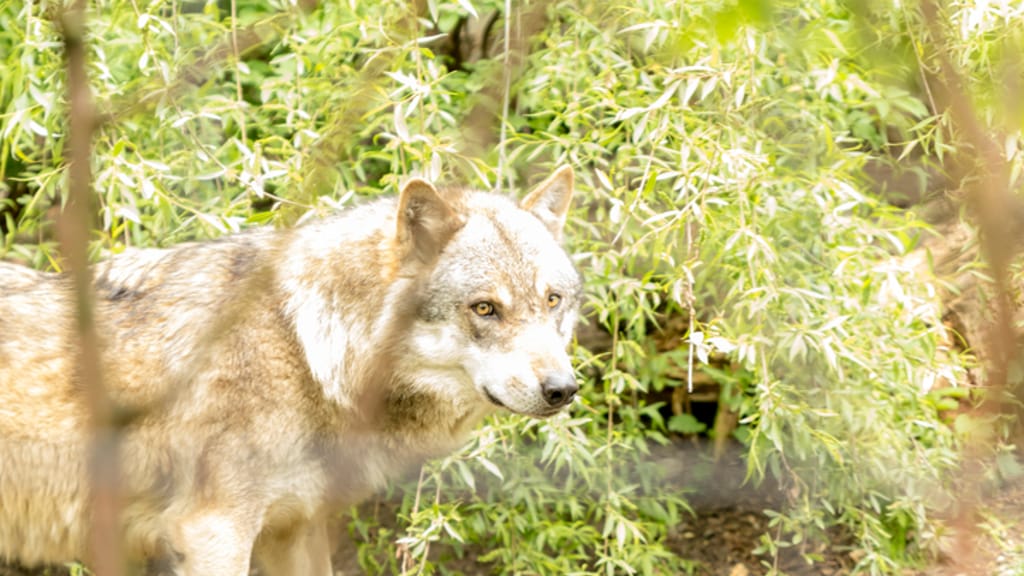 Nach Wolfsrissen in Osttirol: Tirol erlässt erneut Abschussverordnung - politik - exxpress Nachrichten