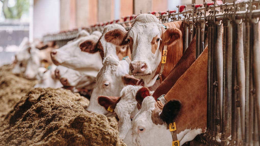 Milch landet jetzt in der Gülle: Bauer verzweifelt nach Lieferstopp - news - exxpress Nachrichten