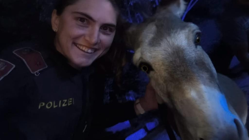 Tierisch kreativ! Polizei fängt mit Hosengürteln zwei Esel auf Westeinfahrt ein - news - exxpress Nachrichten