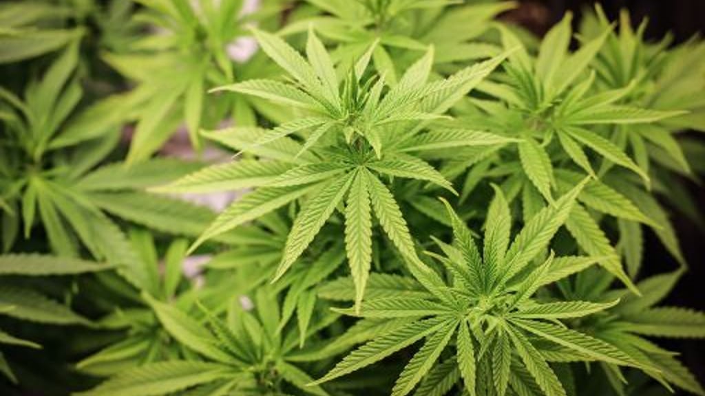 Nach Cannabis-Freigabe: Zahl der Psychosen und Vergiftungen steigt - news - exxpress Nachrichten