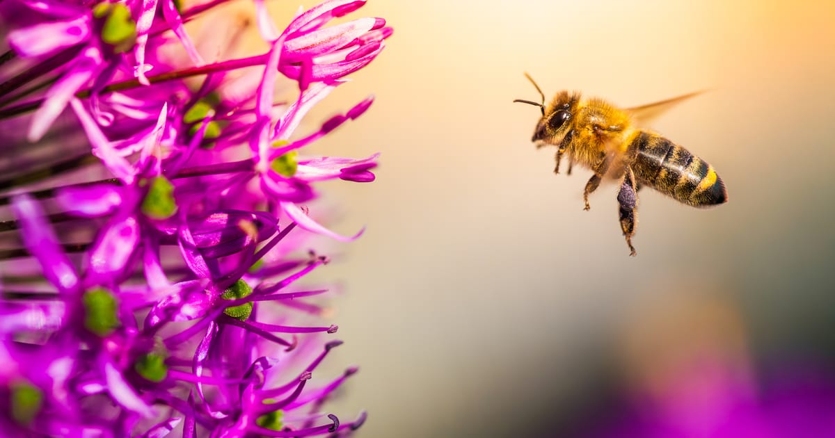 Warum es dieses Jahr so viele Bienen gibt