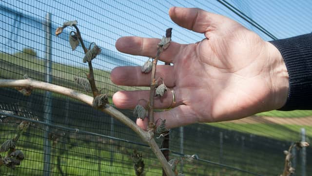 Obstbauern zittern bei Frost um ihre Ernte: Ausfall bis zu 60 Prozent droht