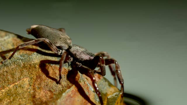 Biss einer kleinen Spinne: Hausfrau (29) muss Fuß amputiert werden