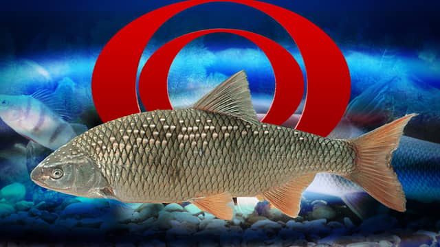 Nächste peinliche Panne: ORF lässt geschützten Fisch braten