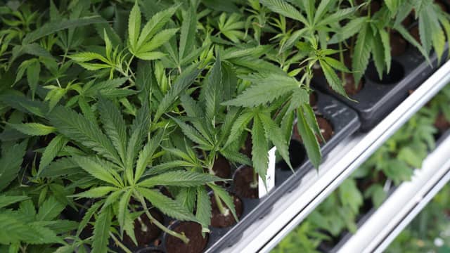5 Millionen Deutsche Kiffen: Bilanz zwei Jahre nach Legalisierung