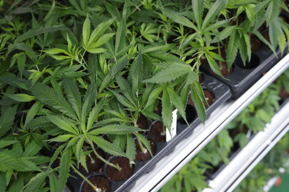 Ab-Montag-im-Angebot-Netto-Discounter-verkauft-Cannabis-Samen