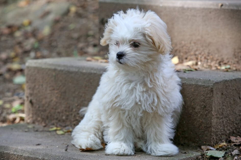 -KV-warnt-vor-h-herer-Hundeabgabe-Trifft-verantwortungsvolle-Halter-