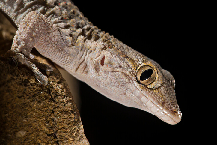 Schock-Lebender-Gecko-im-Salat-gefunden