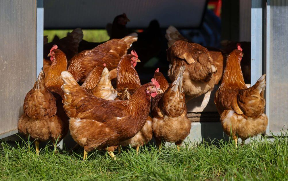 Alarmstufe-Rot-Neue-Seuche-im-Anmarsch