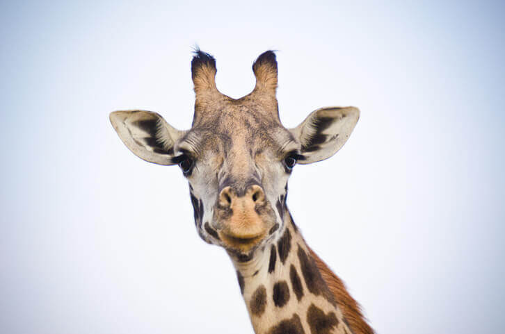 Handel-mit-Giraffen-Das-ist-jetzt-erlaubt