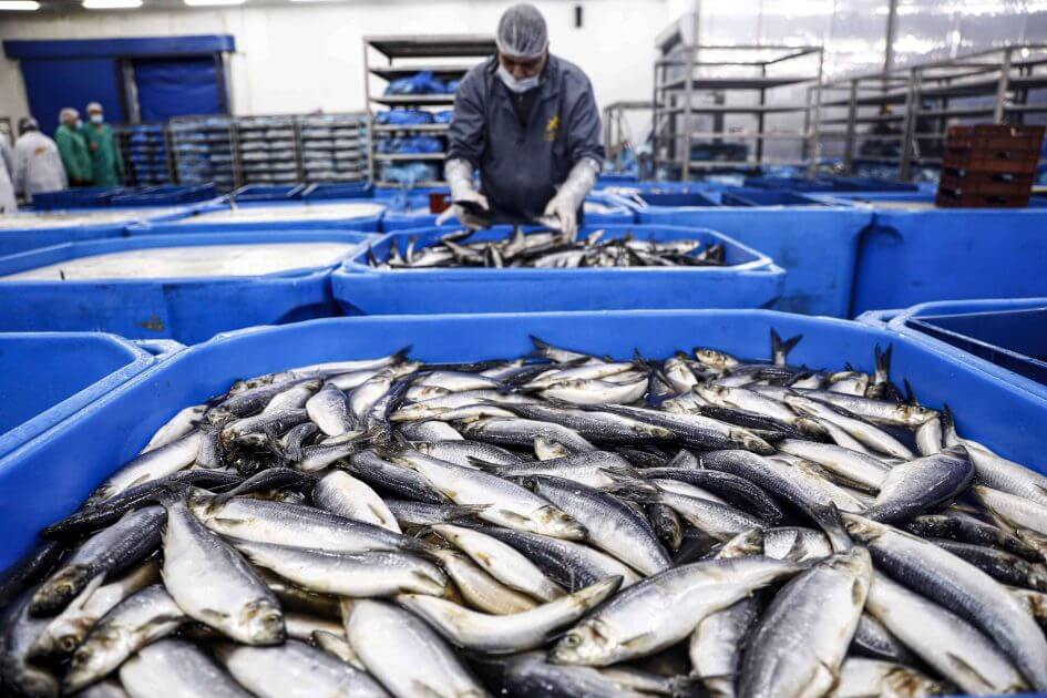 Grauslicher-Fund-auf-Mallorca-Gammel-Fisch-sollte-an-Hotels-gehen