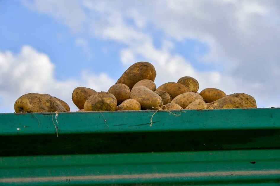 Wenn-Lebensmittel-zum-Abfall-werden-400-Tonnen-Erd-pfel-landen-in-Biogasanlage