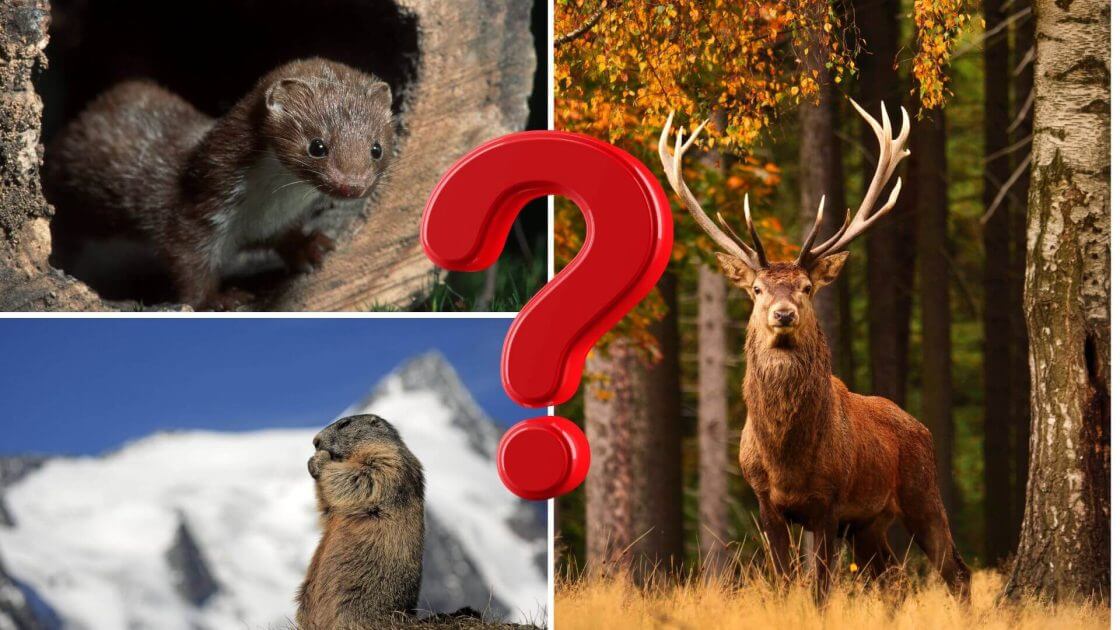 Flink-scheu-DAS-ist-das-Tier-des-Jahres-2026