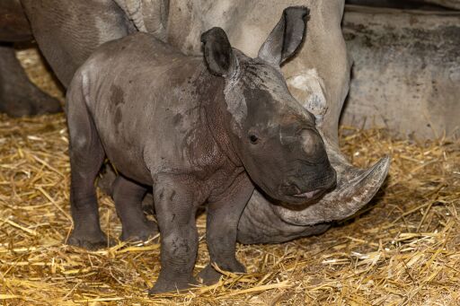 Lebensgefahr-im-Zoo-Schmiding