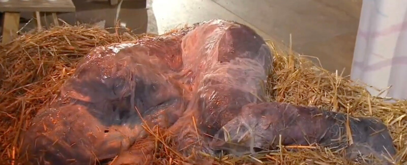 Bizarre-Krippe-in-ARD-Christmette-Schleimiger-Erwachsener-statt-Jesuskind-sorgt-f-r-Emp-rung