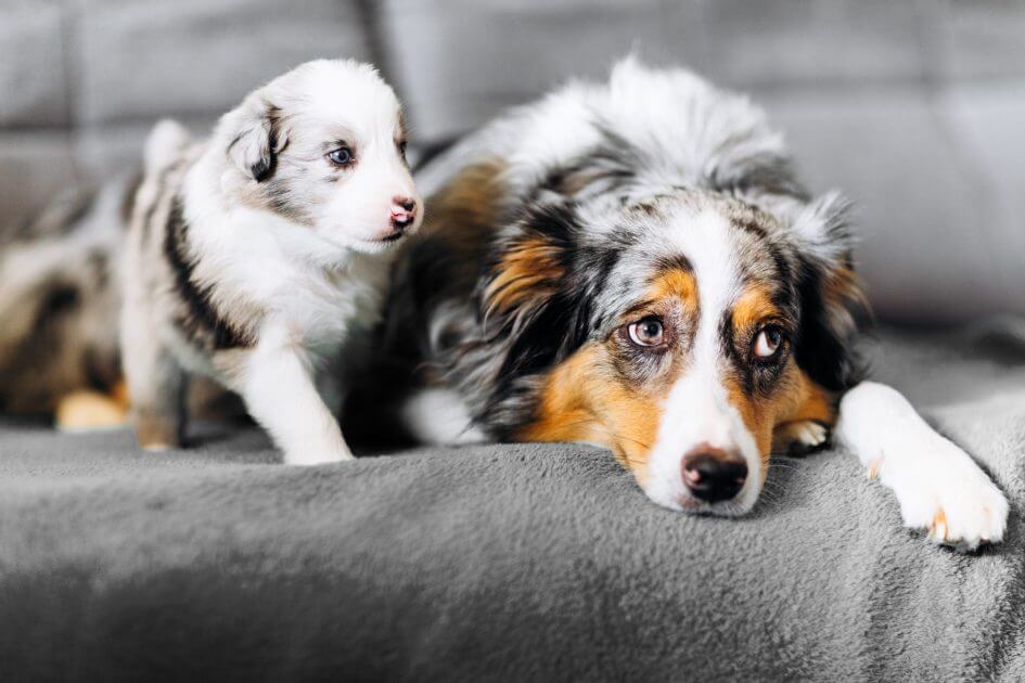 -KV-ber-Wiener-Steuererh-hung-emp-rt-Hunde-sind-keine-Einnahmequellen-