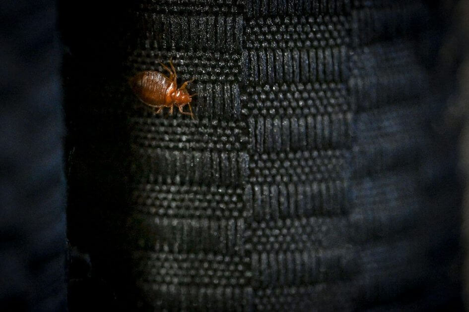 Krabbelalarm-im-Kino-Zuschauer-w-hrend-Film-von-Wanzen-zerbissen