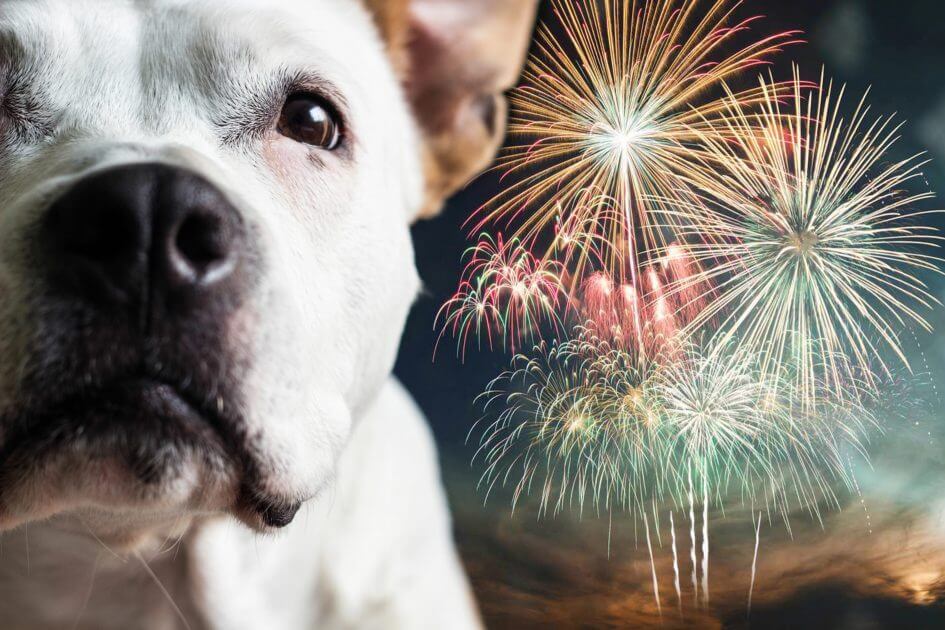 Medikamente-meiden-So-kommen-Hunde-stressfreier-durch-Silvester-