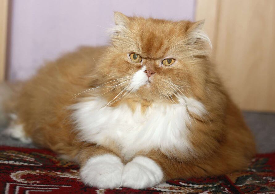 -Wie-Magie-Katzen-sollen-dank-Abnehmspritze-d-nner-werden