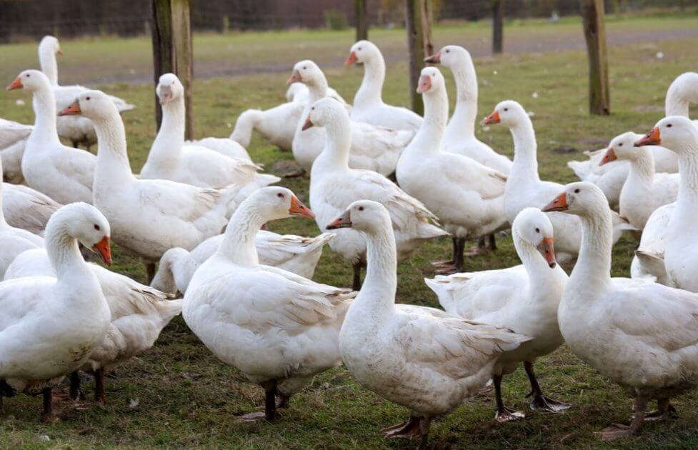 Gestohlene-Park-G-nse-f-rs-Weihnachtsessen-In-Gro-britannien-gehen-die-Wogen-hoch