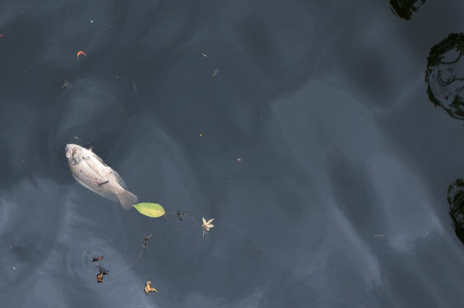 Mysteri-ses-Fischsterben-ersch-ttert-die-Steiermark