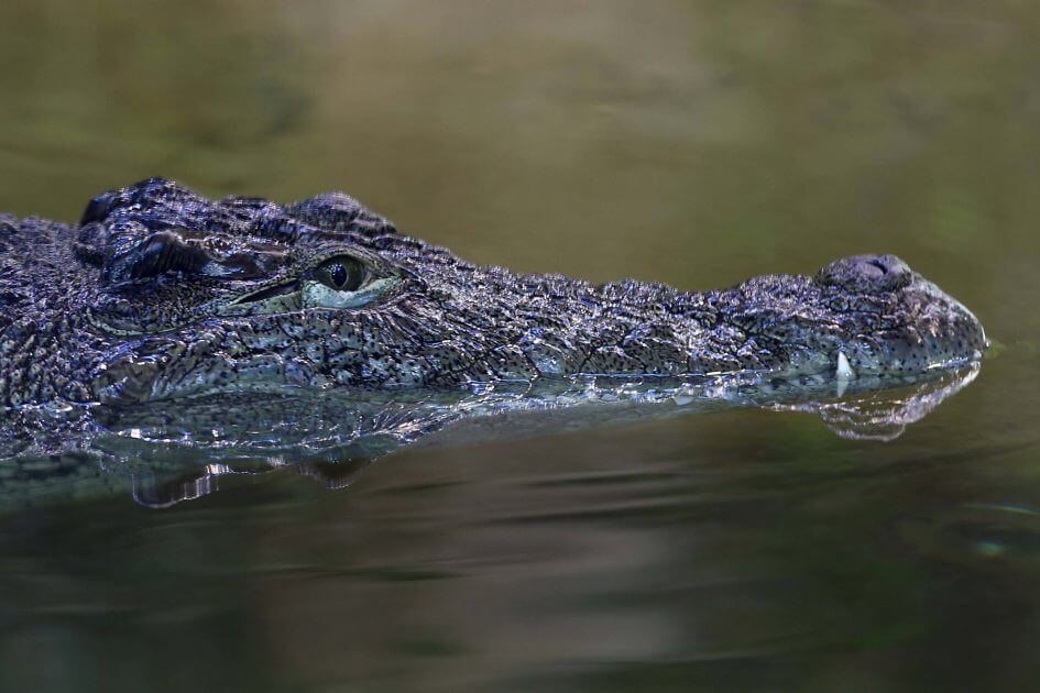 krokodil-alarm-riesenreptil-l-st-polizeieinsatz-aus