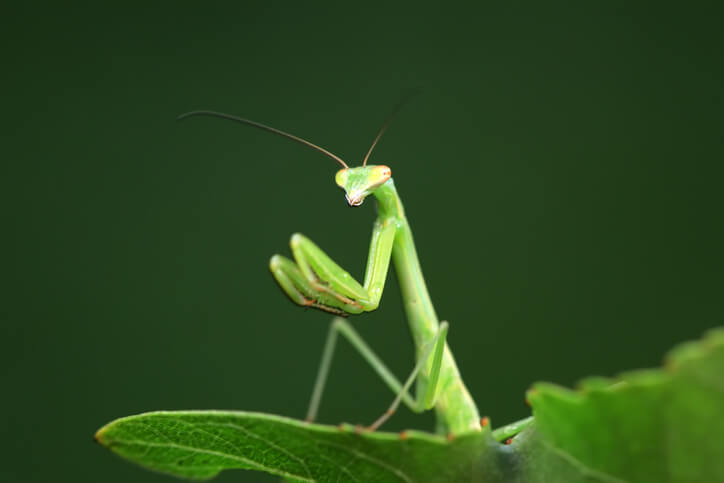 Ungebetene-G-ste-Neue-Tier-und-Pflanzenarten-ver-ndern-Vorarlbergs-G-rten
