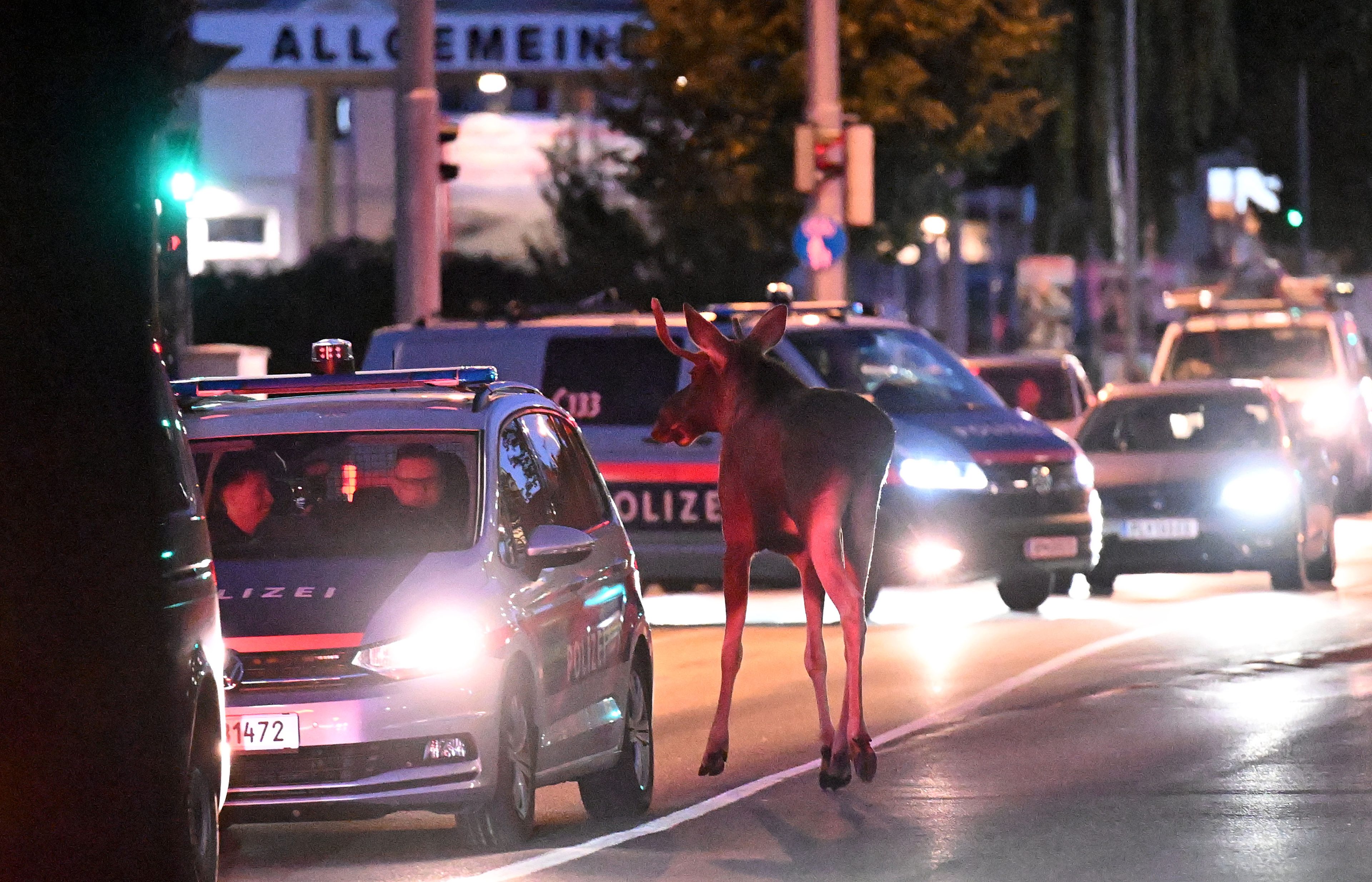 Kult-Elch-wieder-unterwegs-Emil-sorgt-erneut-f-r-Wirbel
