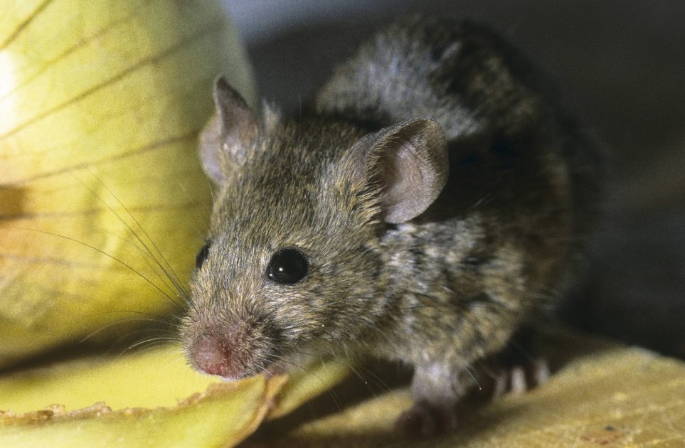 M-use-Alarm-Porridge-Produkte-jetzt-zur-ckgerufen