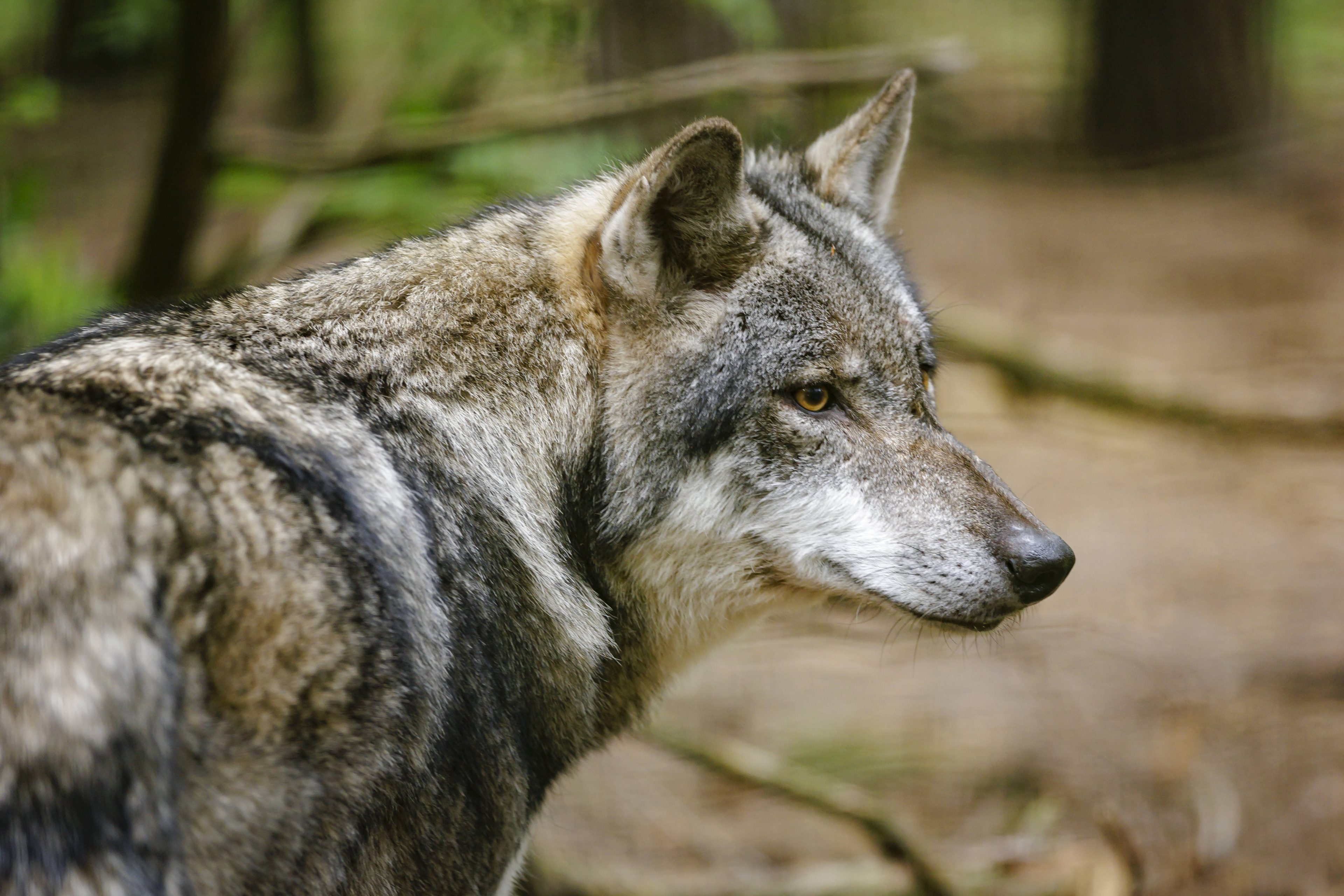 Mitten-in-der-Stadt-Wolf-bei-t-Frau-und-landet-im-Wasser
