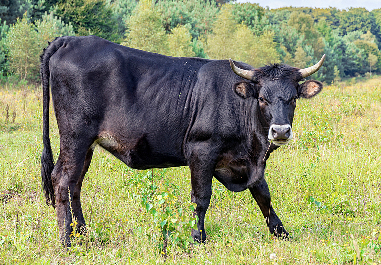 V južni Franciji se je med bikoborbo zgodila nova smrtna žrtev