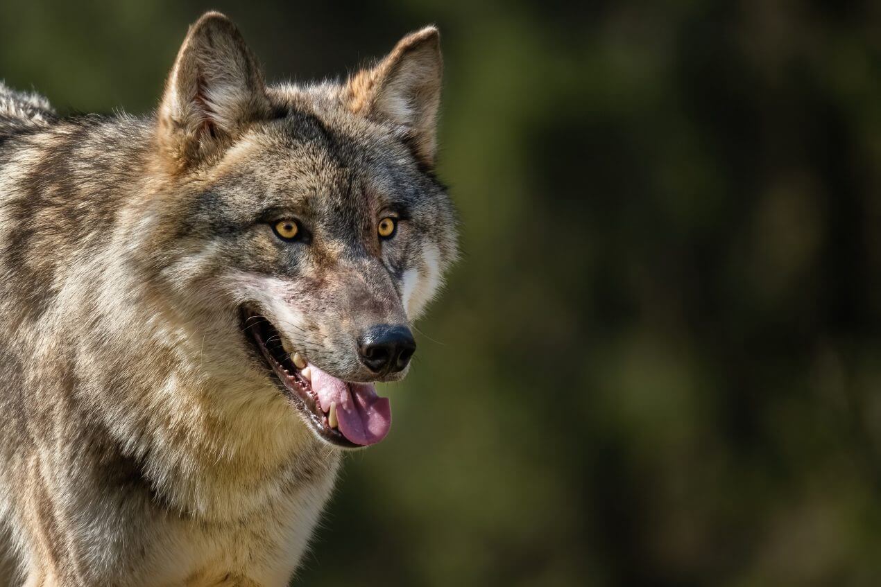 Historisch: Erster Wolfsabschuss in Niederösterreich erfolgt