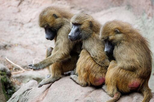 Paviane in Nürnberger Tiergarten wegen Platzmangels getötet