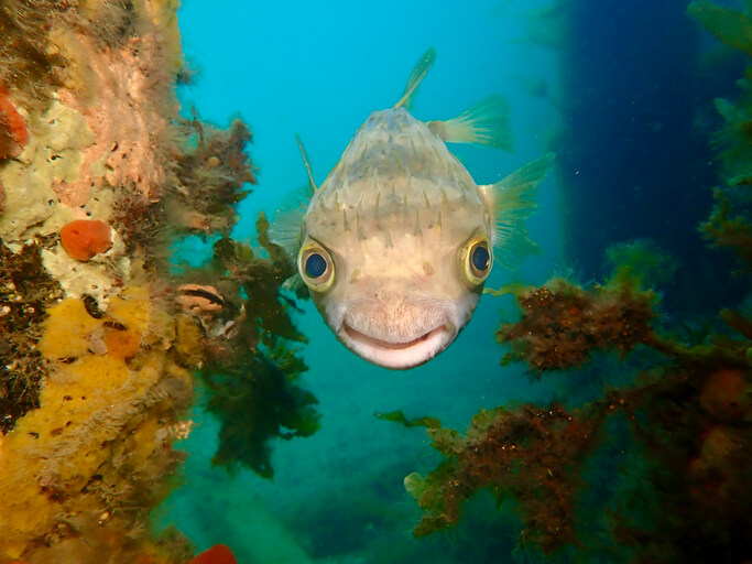 Avstralsko obalo pustoši strupena alga, ki je pomorila morske živali