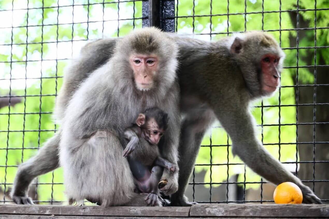 Protest gegen Pavian-Tötung: Aktivisten ketten sich im Zoo an
